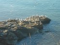 2015-10-01 10-00-09 St Gildas - Chateau de Suscinio MBo